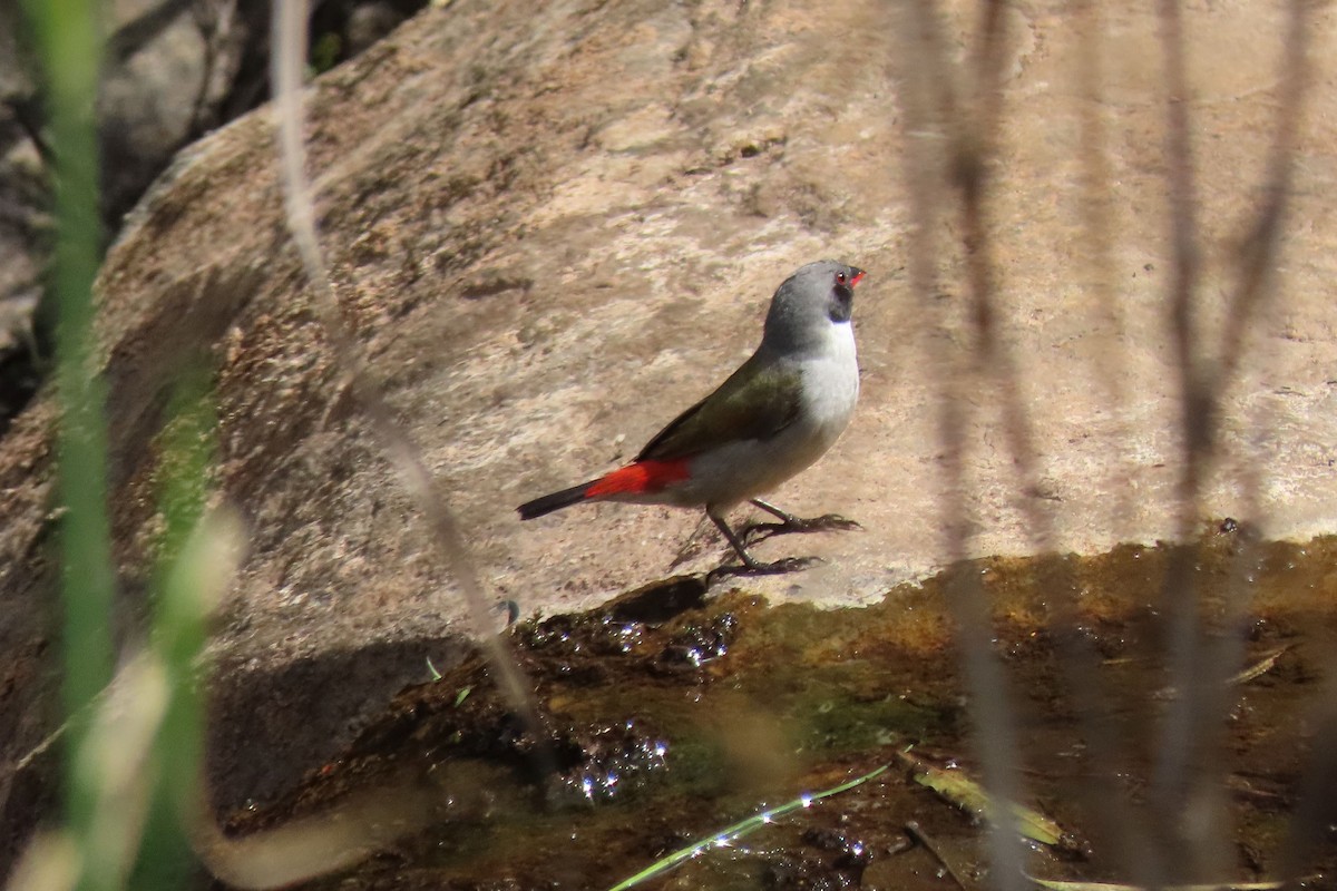 Swee Waxbill - Shane Dollman