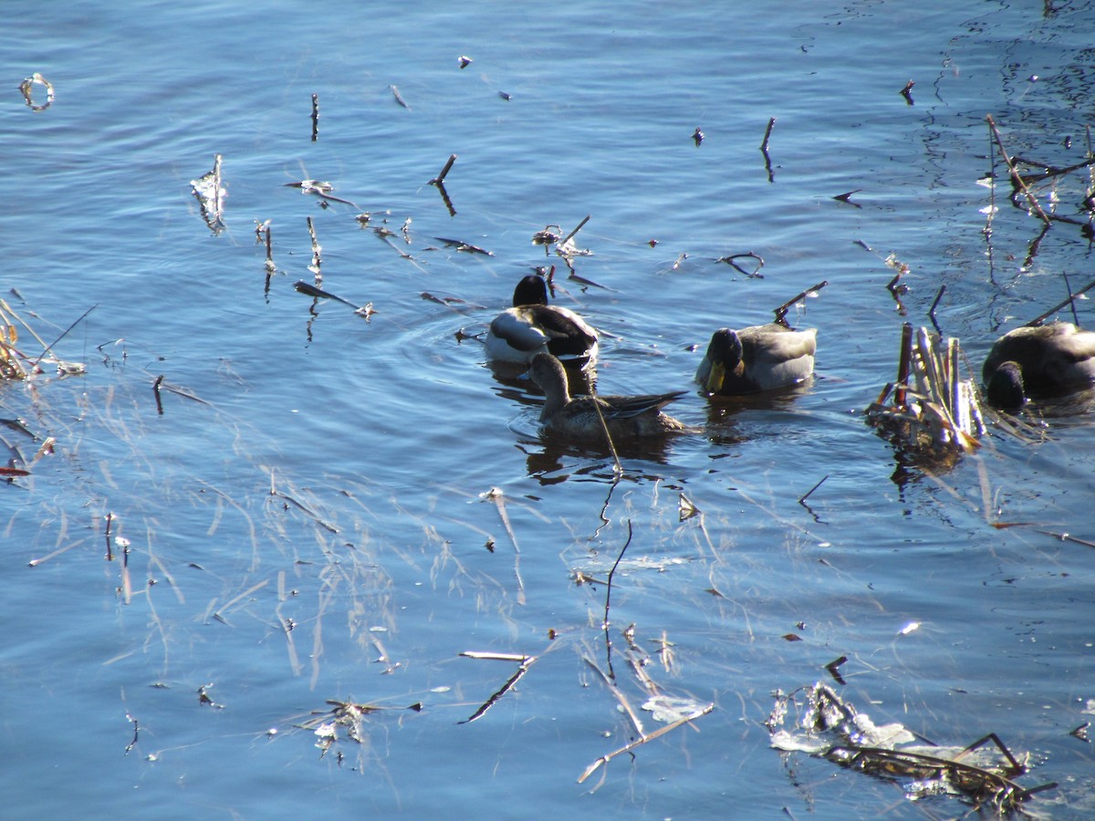 American Wigeon - Jeff Wells