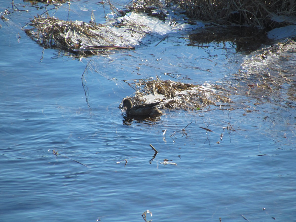 American Wigeon - ML529729561