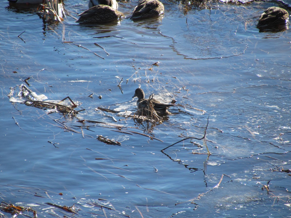 American Wigeon - ML529729591