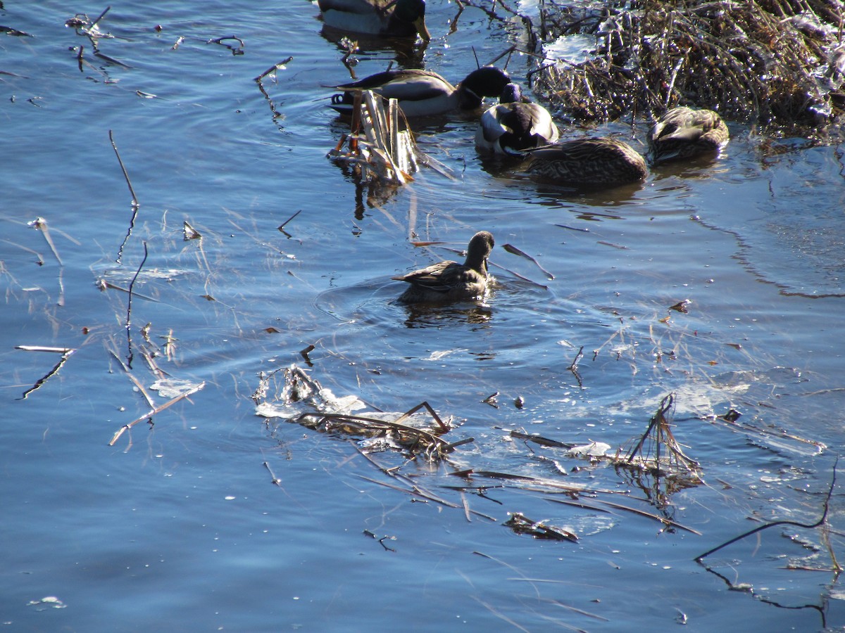 American Wigeon - ML529729601