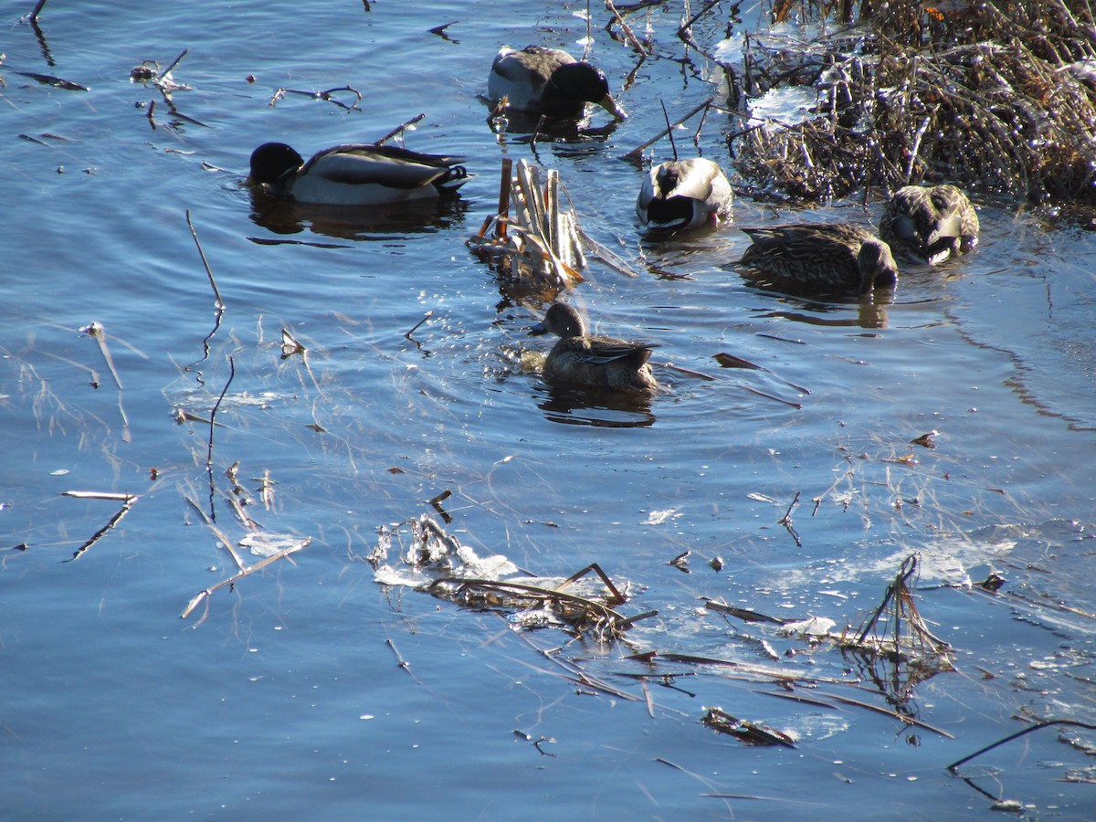 American Wigeon - ML529729611