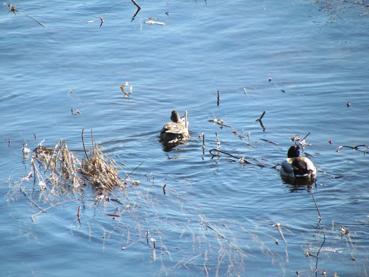 American Wigeon - Jeff Wells