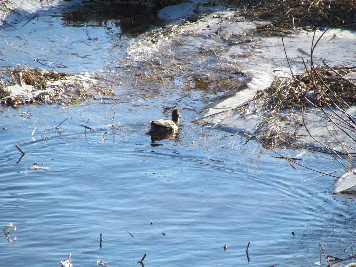 American Wigeon - ML529729631