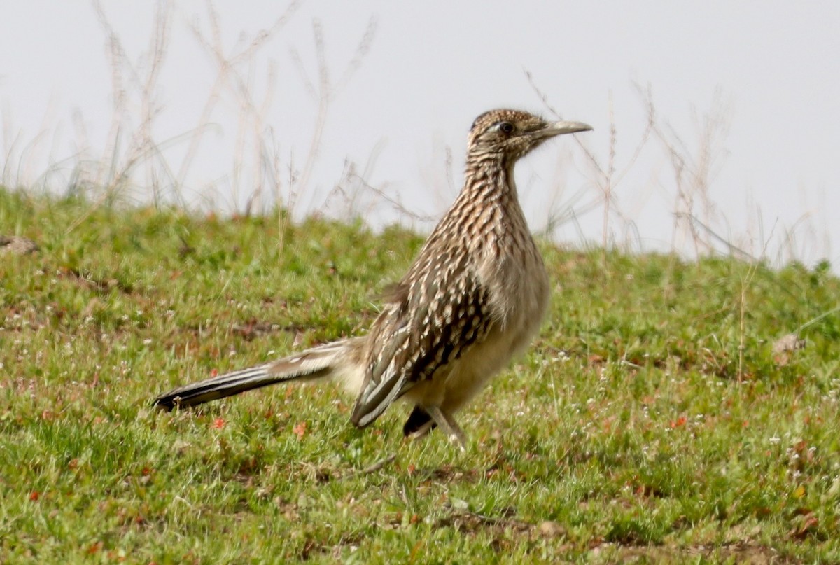 Greater Roadrunner - ML529729851