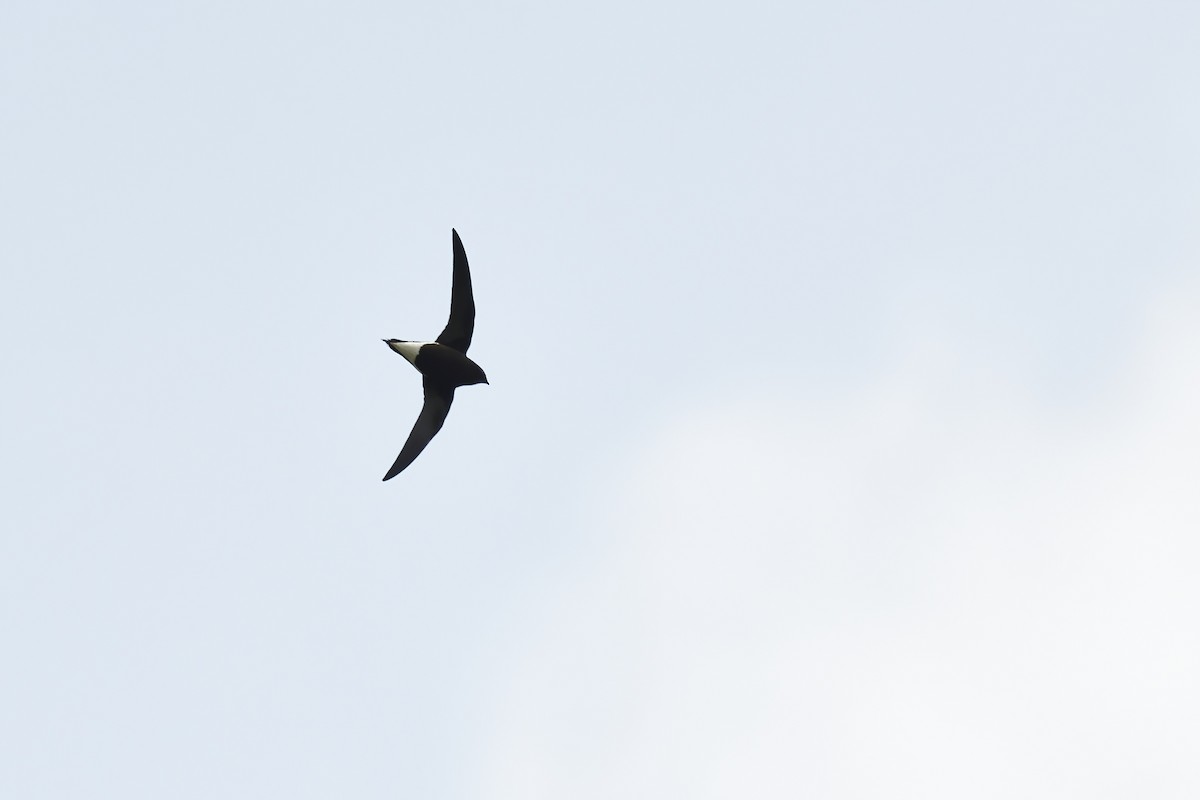 Brown-backed Needletail - ML529730241