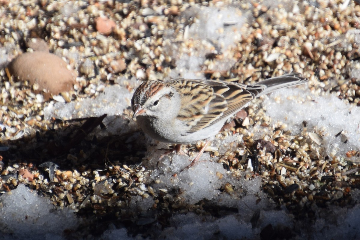 Chipping Sparrow - ML529730491