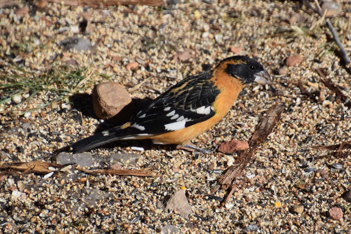 Black-headed Grosbeak - ML529730561