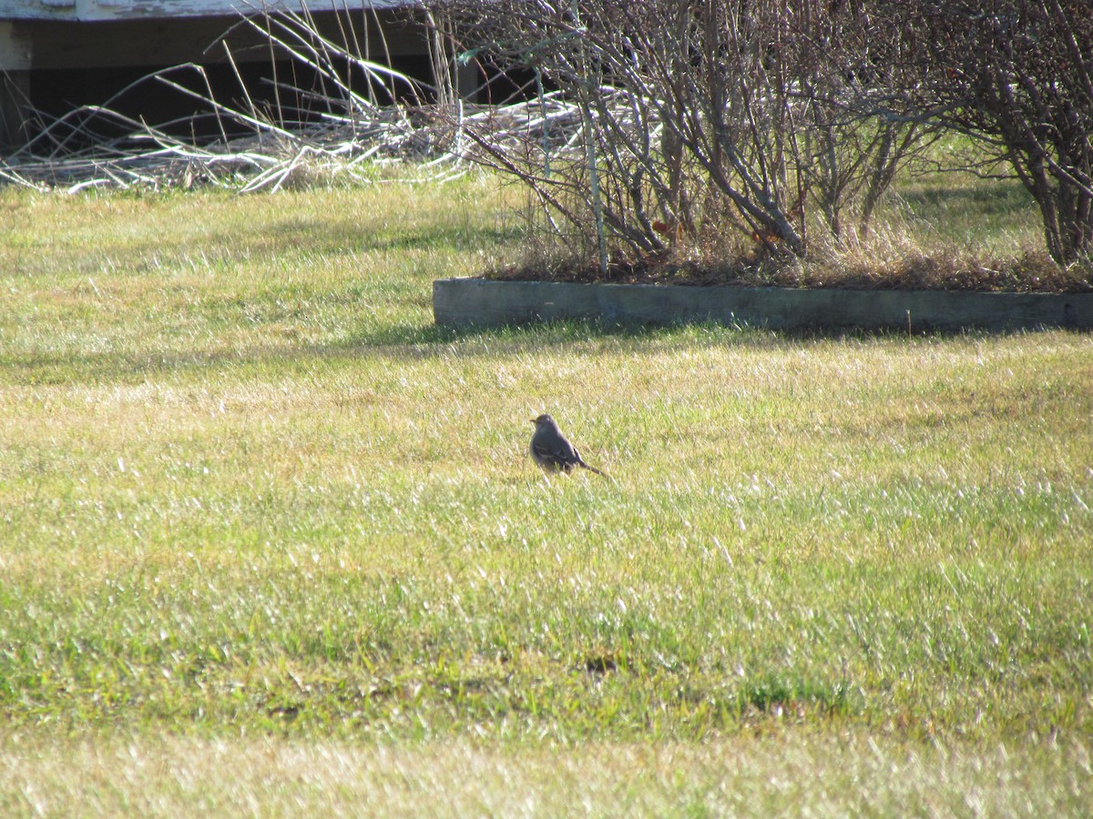 Northern Mockingbird - ML529730841