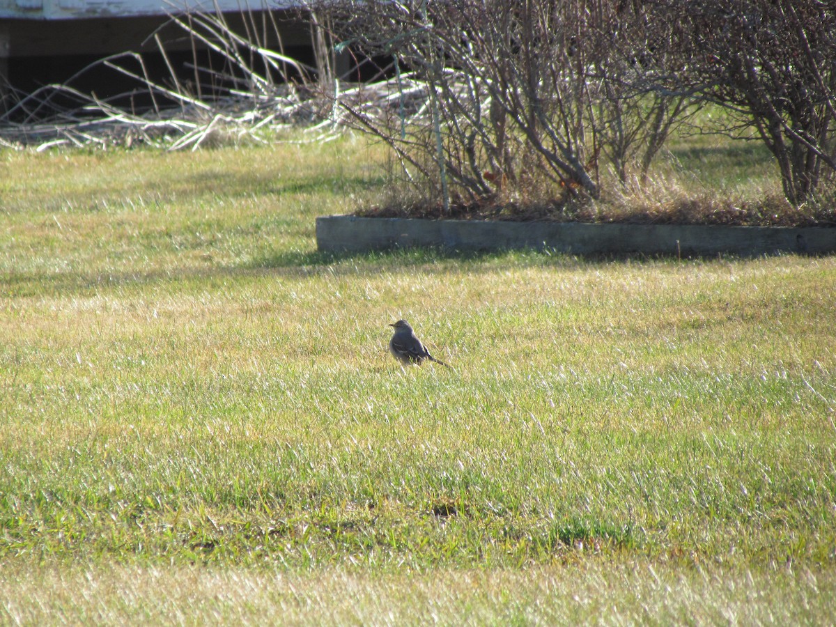 Northern Mockingbird - ML529730851