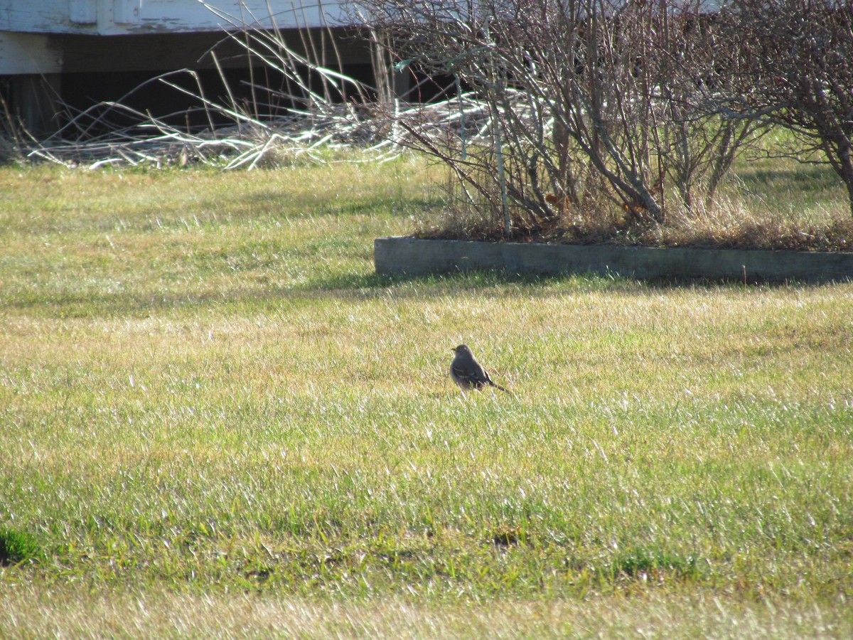 Northern Mockingbird - ML529730861