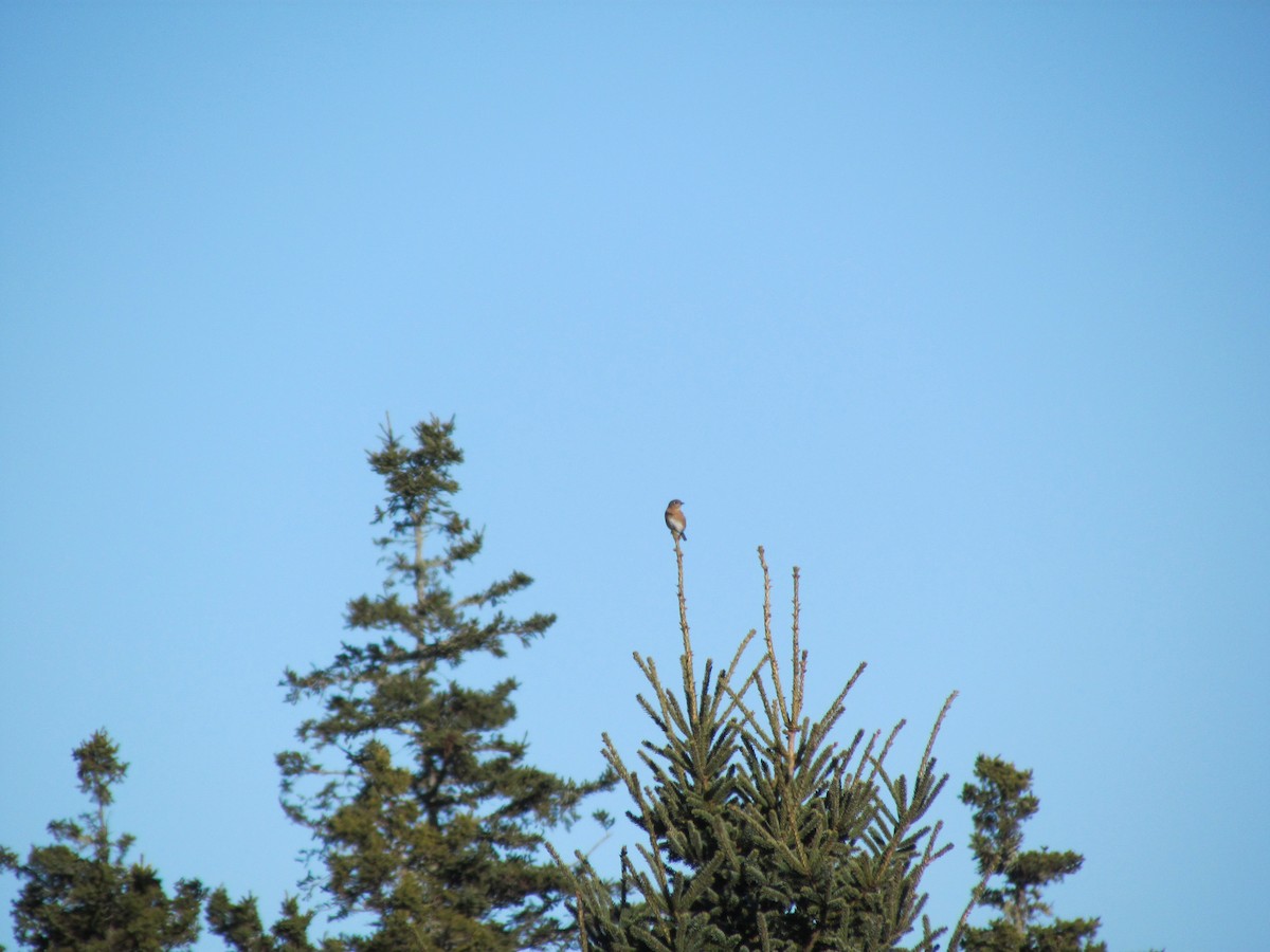 Eastern Bluebird - ML529730961