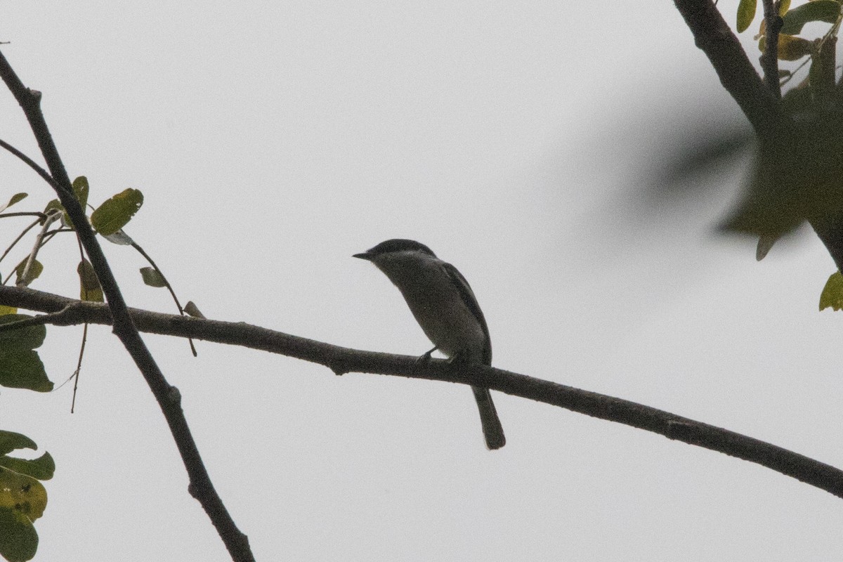 Bar-winged Flycatcher-shrike - ML529731771