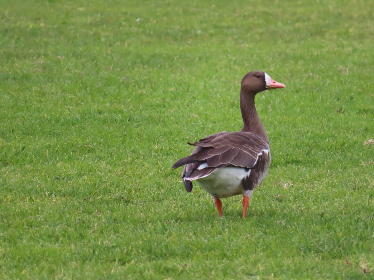Greater White-fronted Goose - Brenton and Erica Munson
