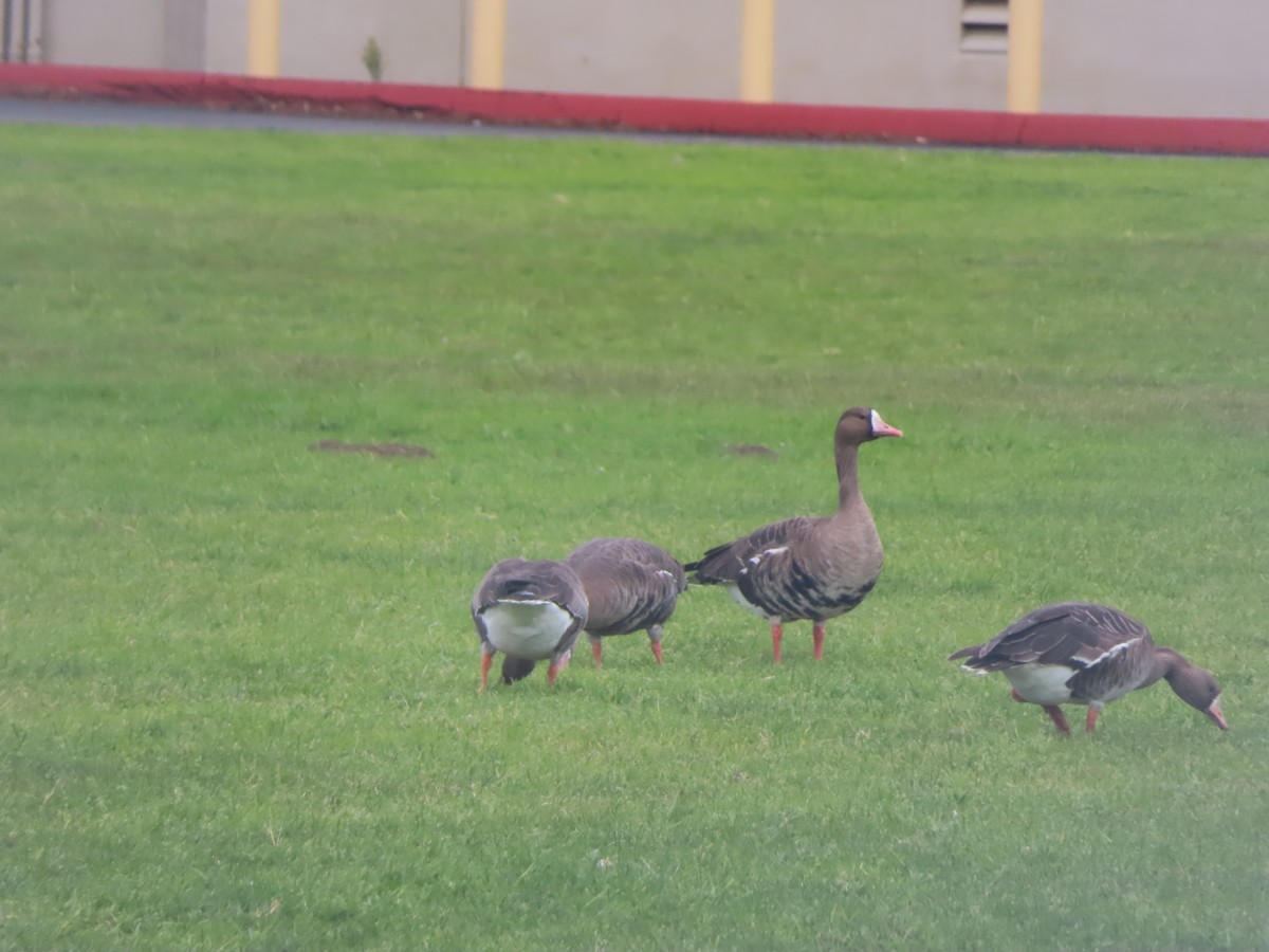 Greater White-fronted Goose - ML529732691