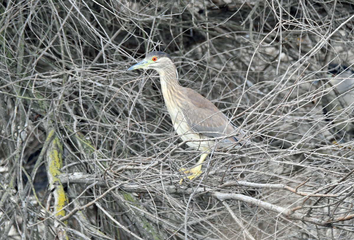 Black-crowned Night Heron - ML529732941