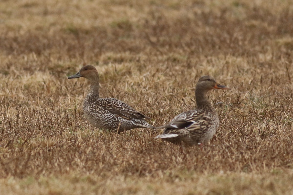 Northern Pintail - Zach Millen