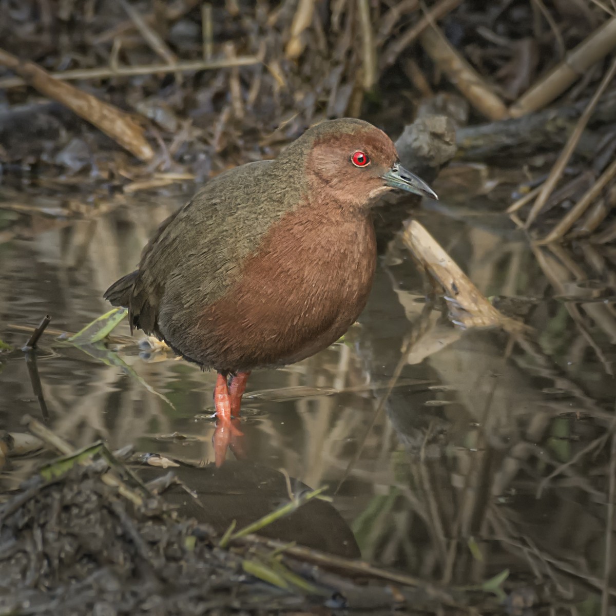 Ruddy-breasted Crake - ML529734581