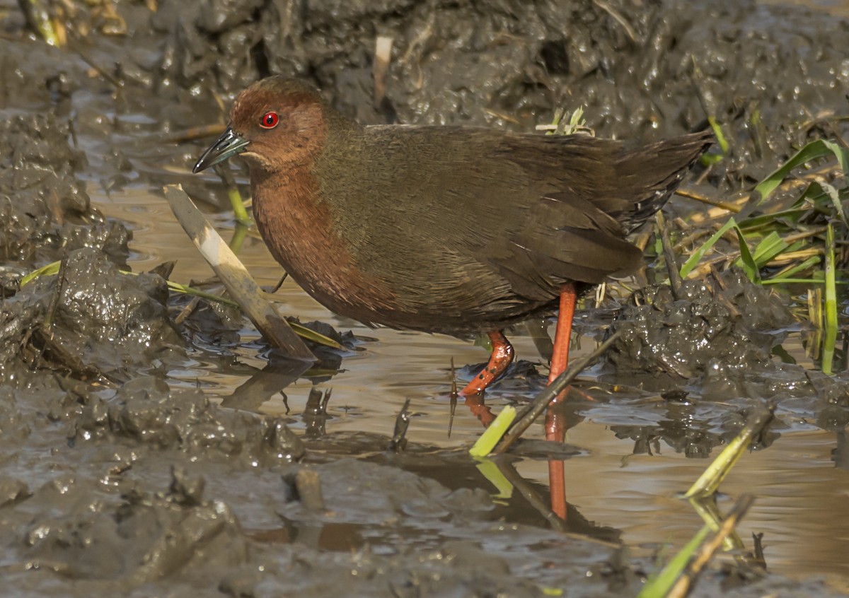 Ruddy-breasted Crake - ML529734591