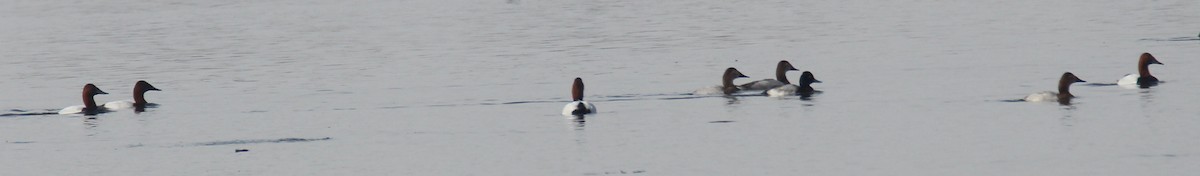 Canvasback - ML529734921
