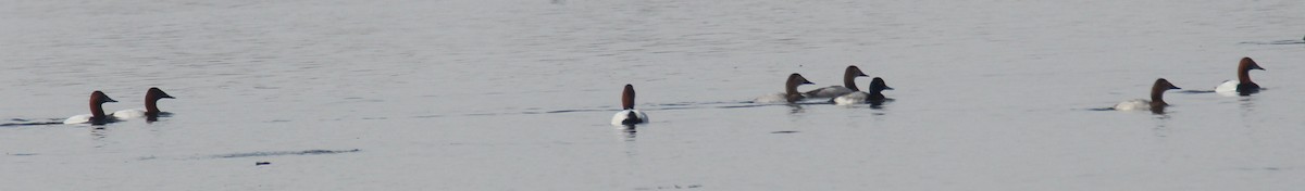 Canvasback - ML529734921