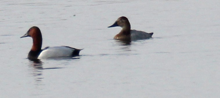 Canvasback - Julianne Elliott