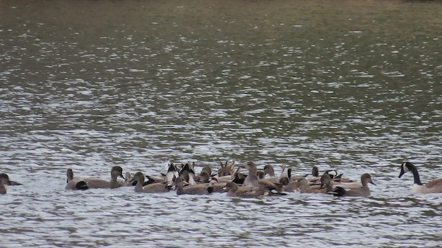 Gadwall - ML529735191