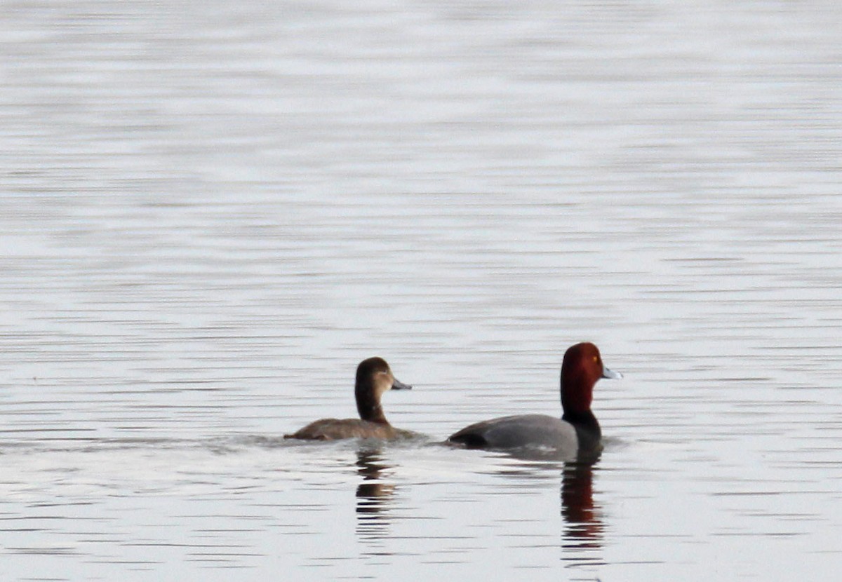 Canvasback - ML529735391