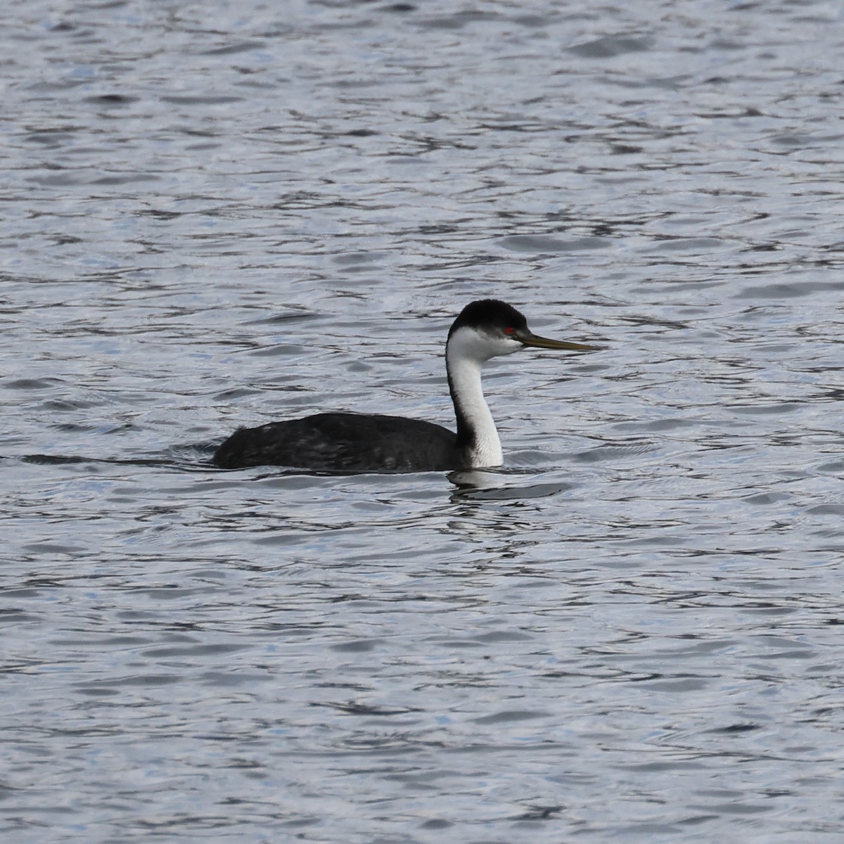 Western Grebe - ML529735421