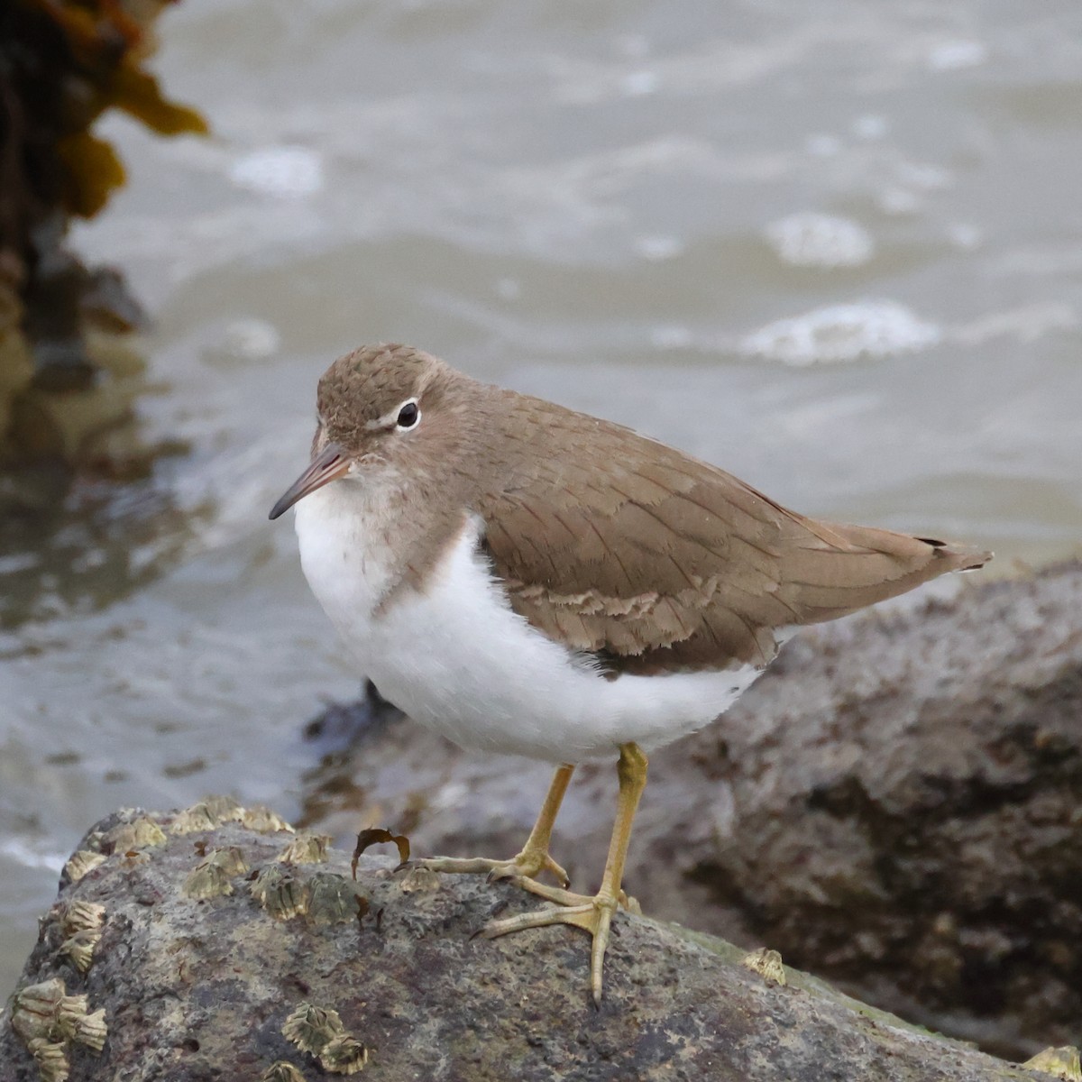 Spotted Sandpiper - ML529735581