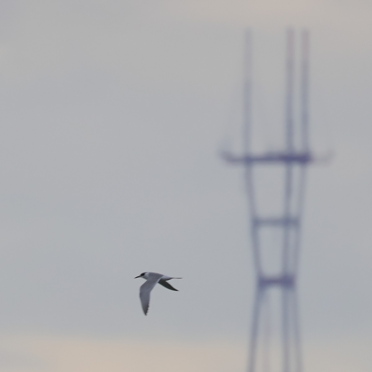 Forster's Tern - ML529735601