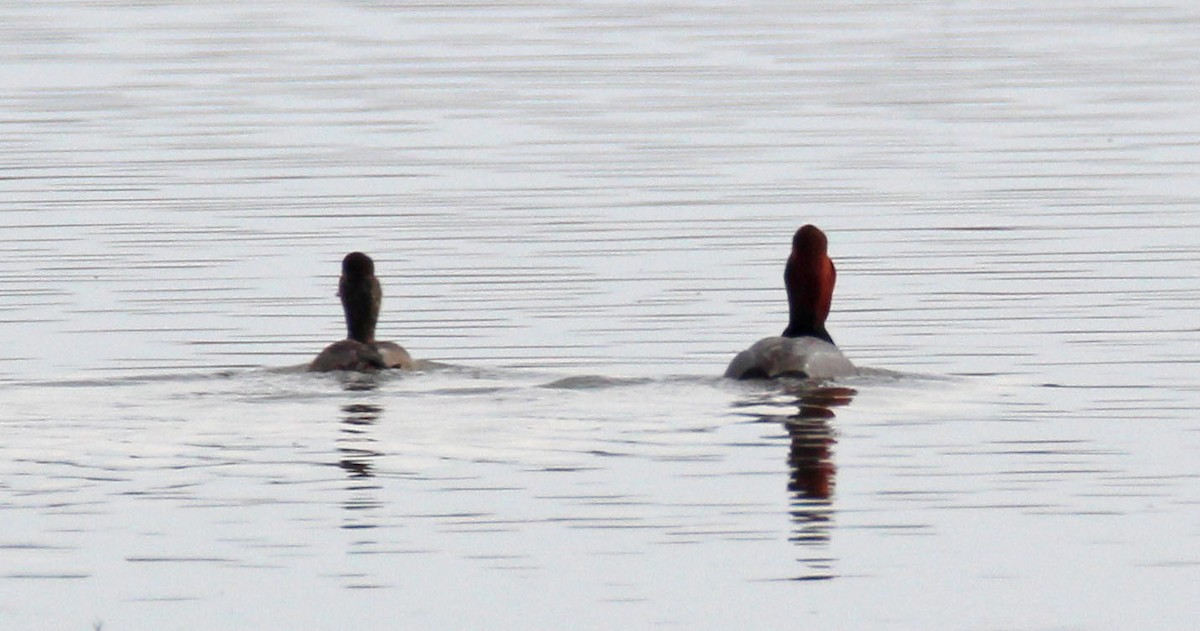 Redhead - ML529735751