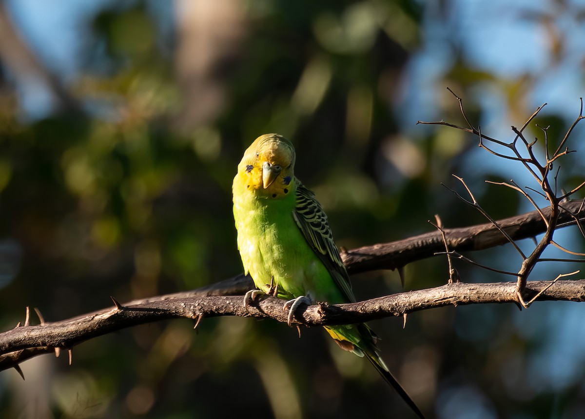 Budgerigar - Blythe Nilson