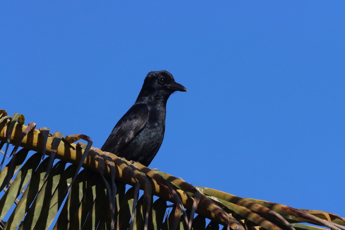 Sinaloa Crow - ML529735911
