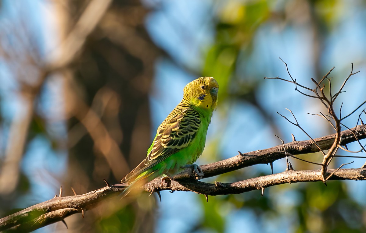 Budgerigar - Blythe Nilson