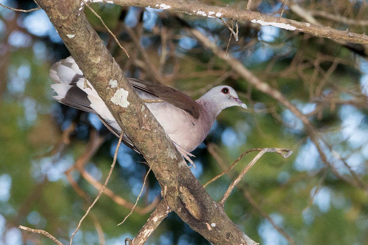 Malagasy Turtle-Dove - ML529736201