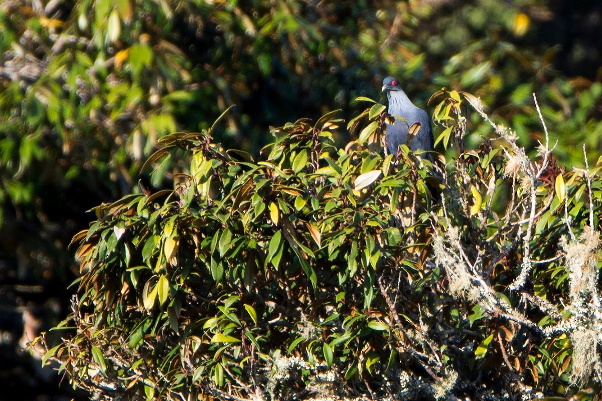 Madagascar Blue-Pigeon - ML529736281