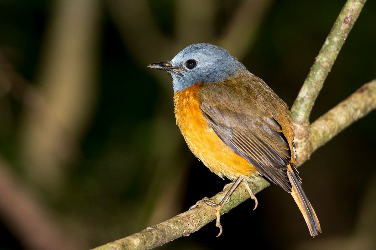 Amber Mountain Rock-Thrush - Miguel Rouco