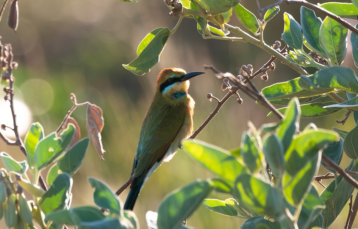 Rainbow Bee-eater - Blythe Nilson