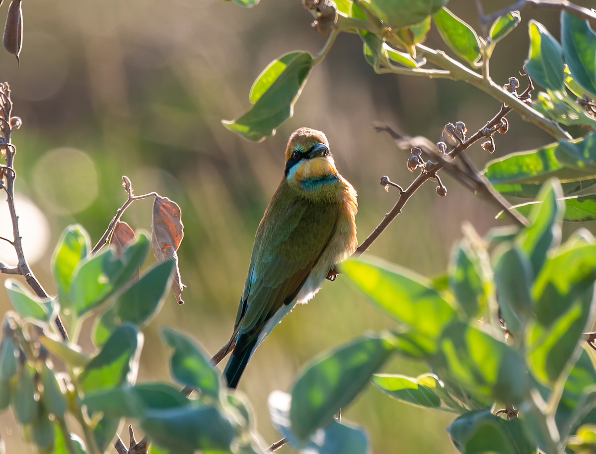 Rainbow Bee-eater - Blythe Nilson