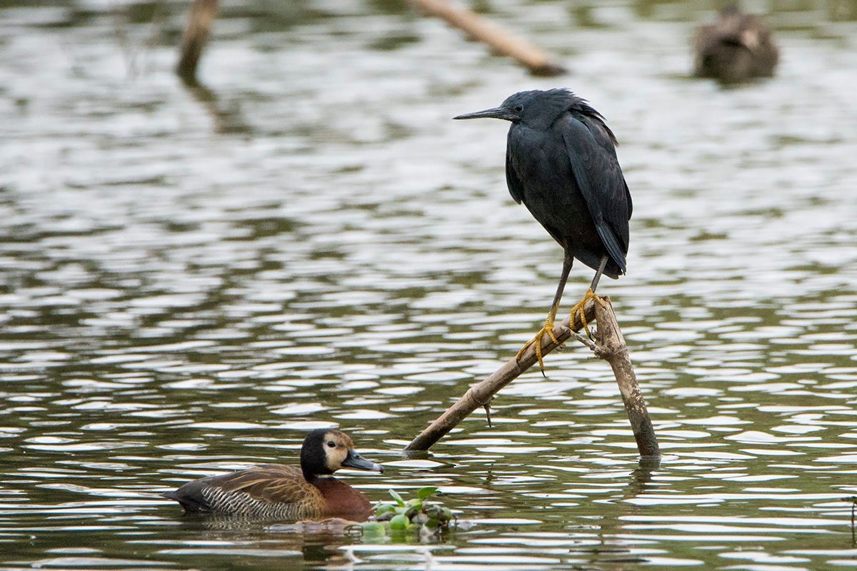 Black Heron - Miguel Rouco