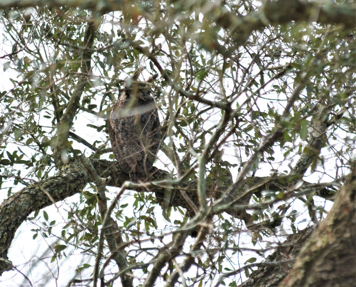 Great Horned Owl - ML529737371