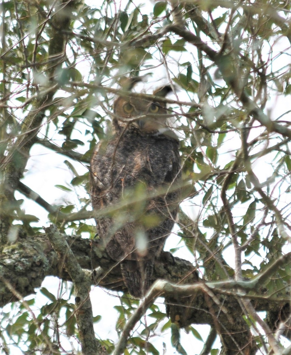 Great Horned Owl - ML529737481