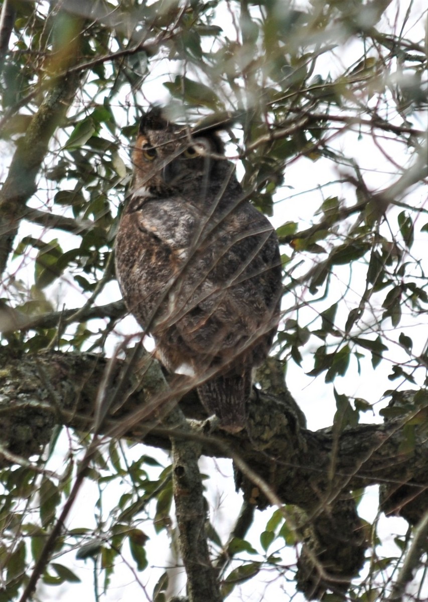 Great Horned Owl - ML529737681