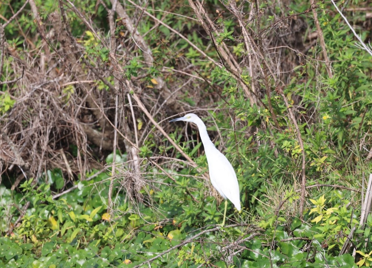 Little Blue Heron - Kevin Sarsfield