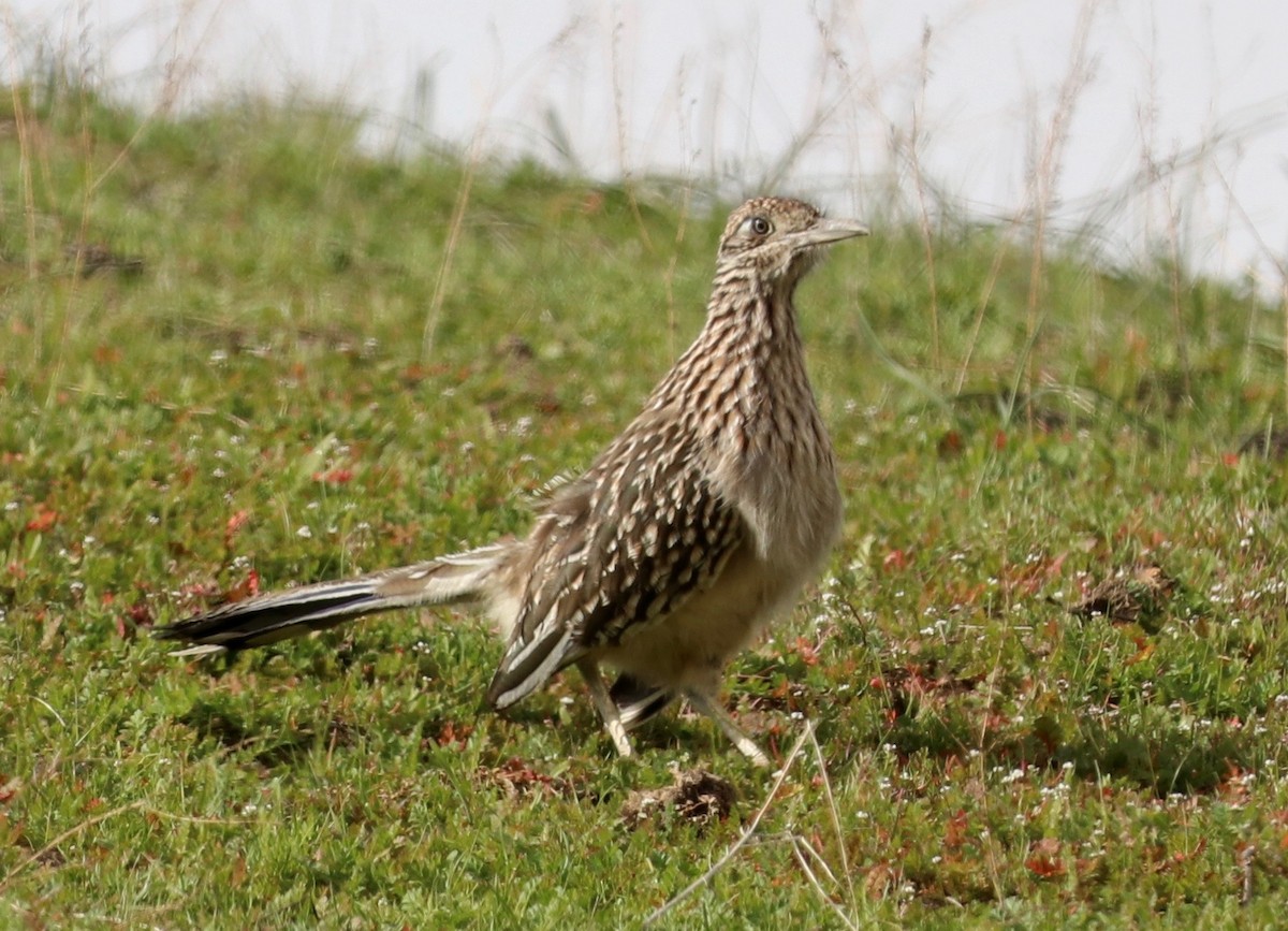 Greater Roadrunner - ML529738721