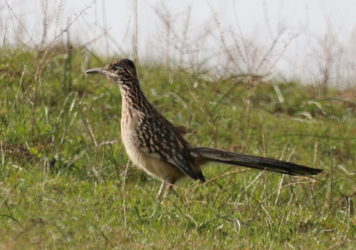 Greater Roadrunner - ML529738781