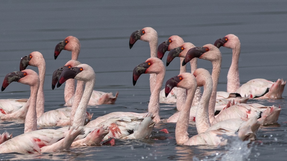 Lesser Flamingo - Vaidehi  Gunjal