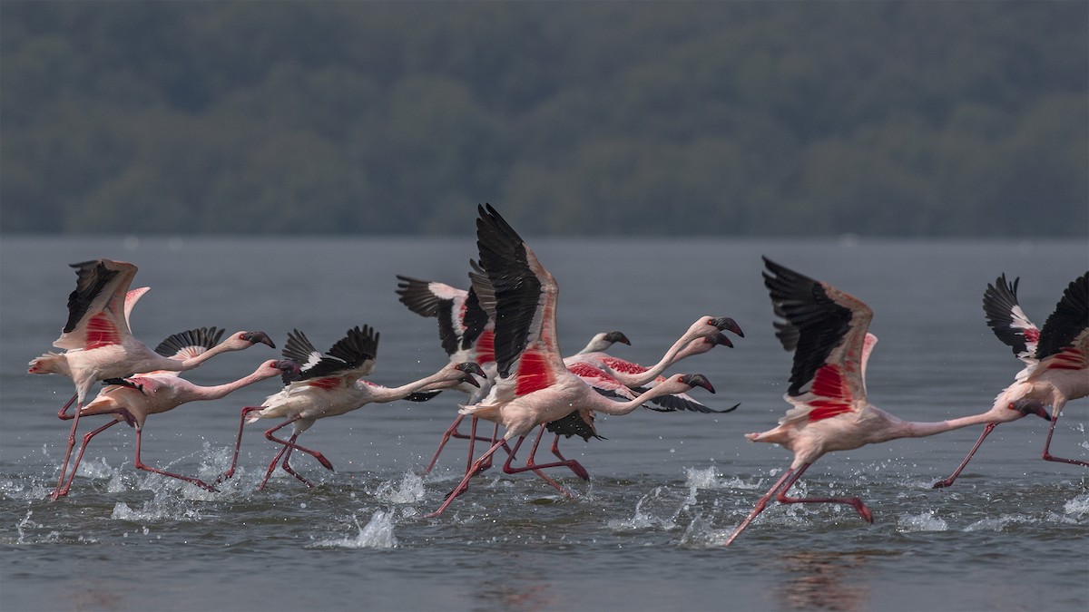 Lesser Flamingo - Vaidehi  Gunjal