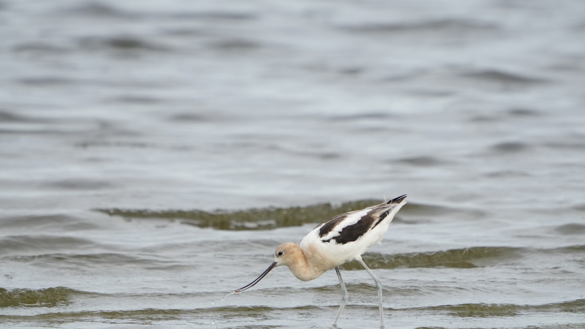 American Avocet - ML529738901